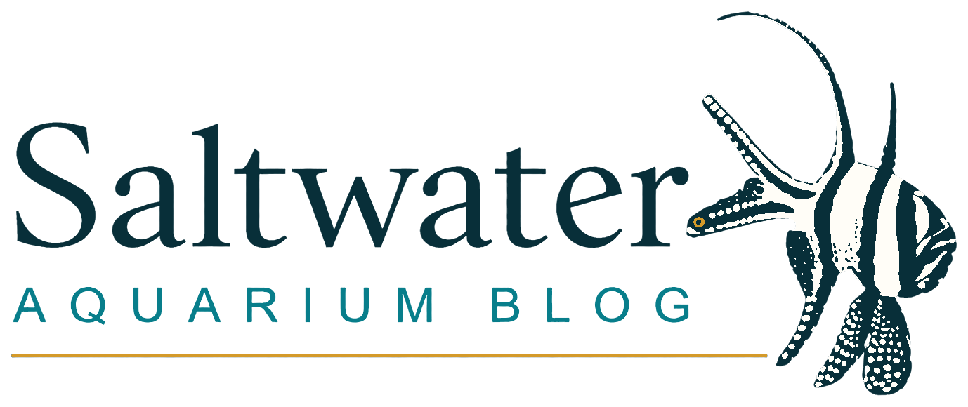 Saltwater Aquarium Blog
